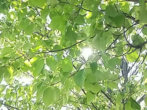 桜の葉