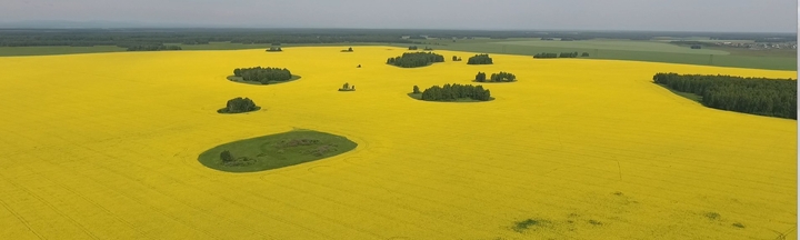 field