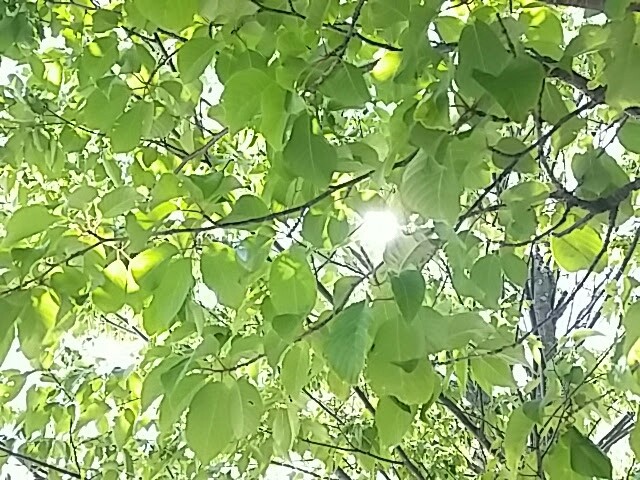 桜の葉