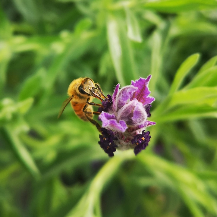 Busy Bee