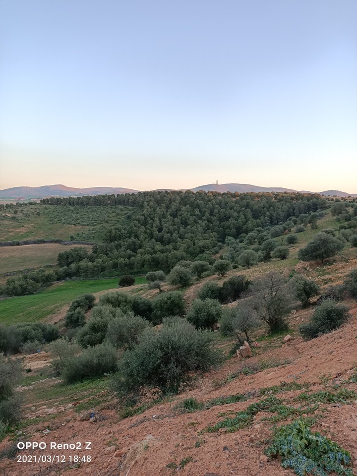 hassania