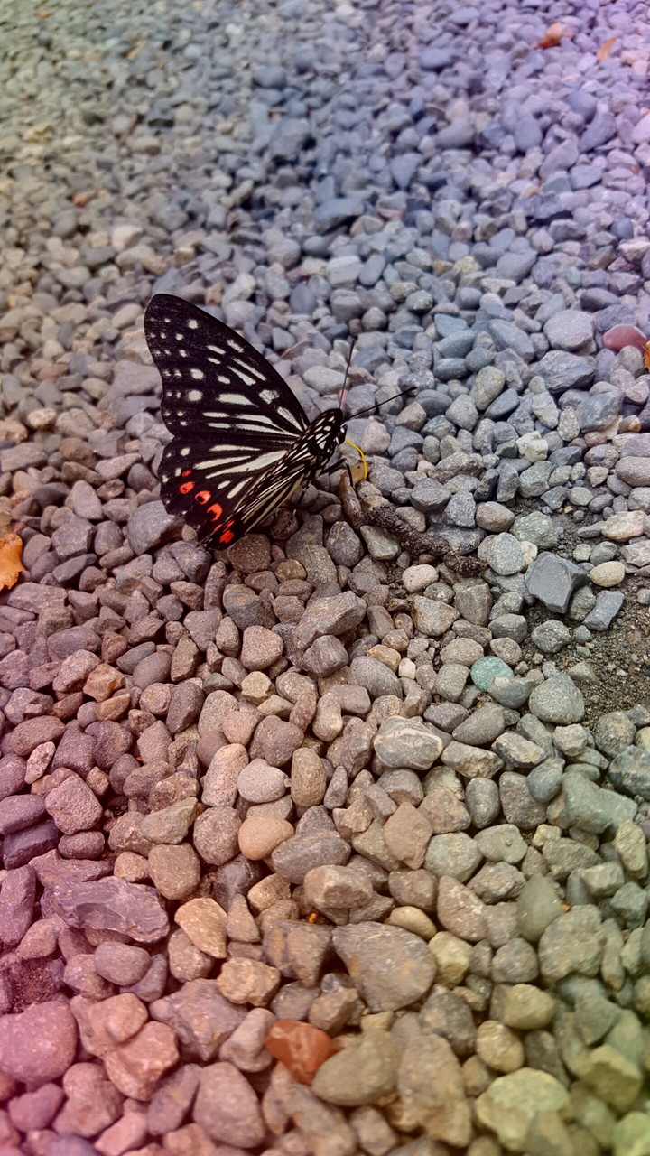 butterfly