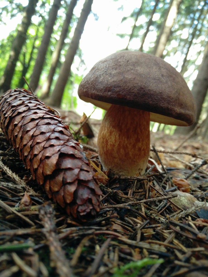 mushroom and cone