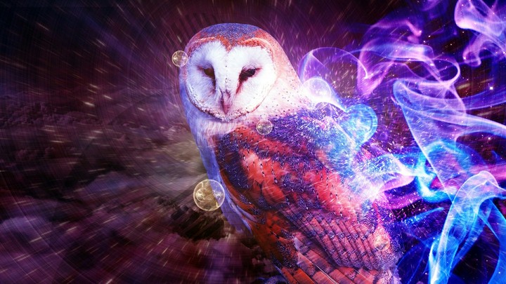 Owl