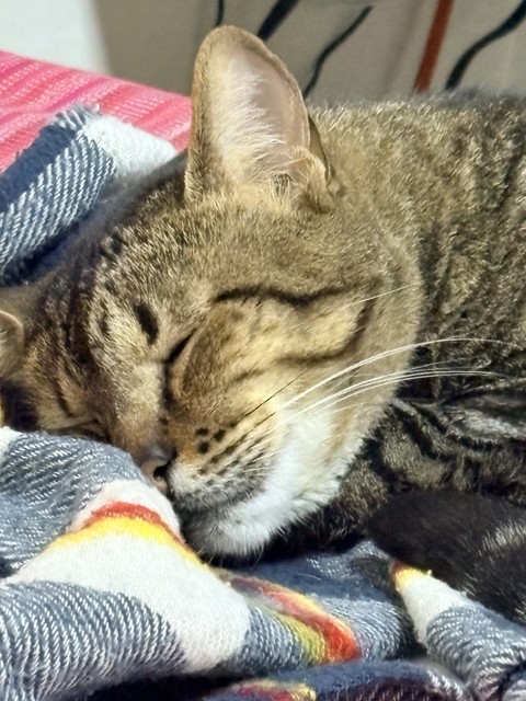 обои felinae, whiskers
