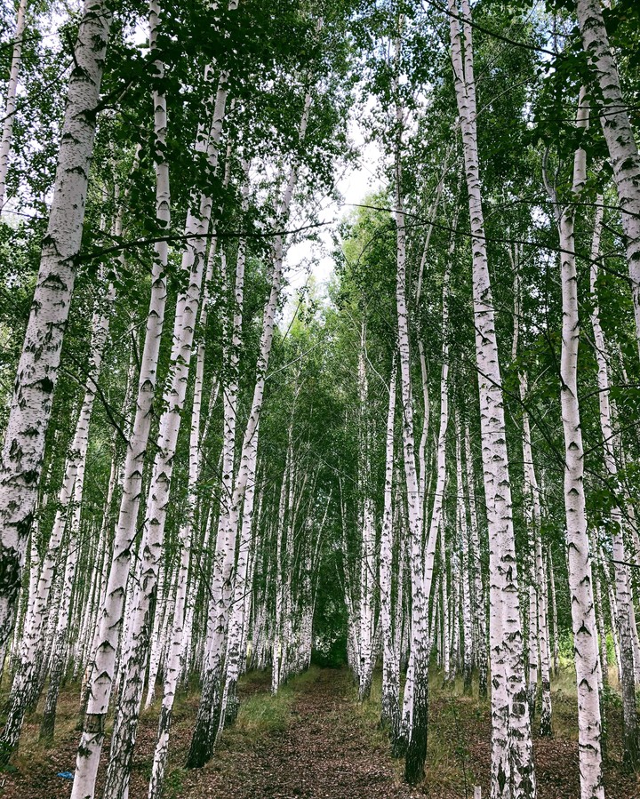 Birches