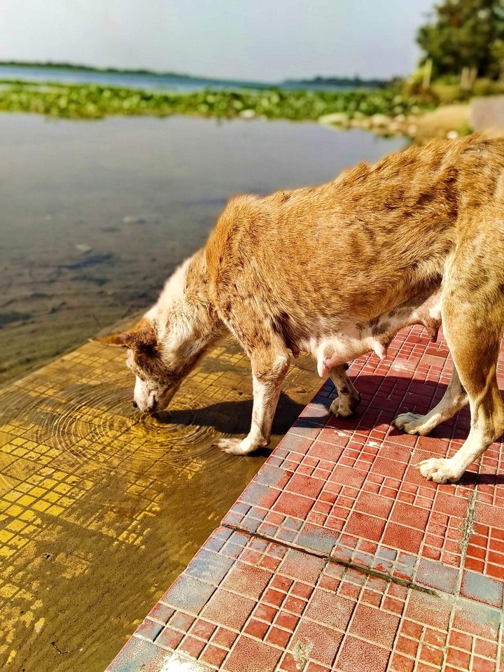 puppys mother While drinking water