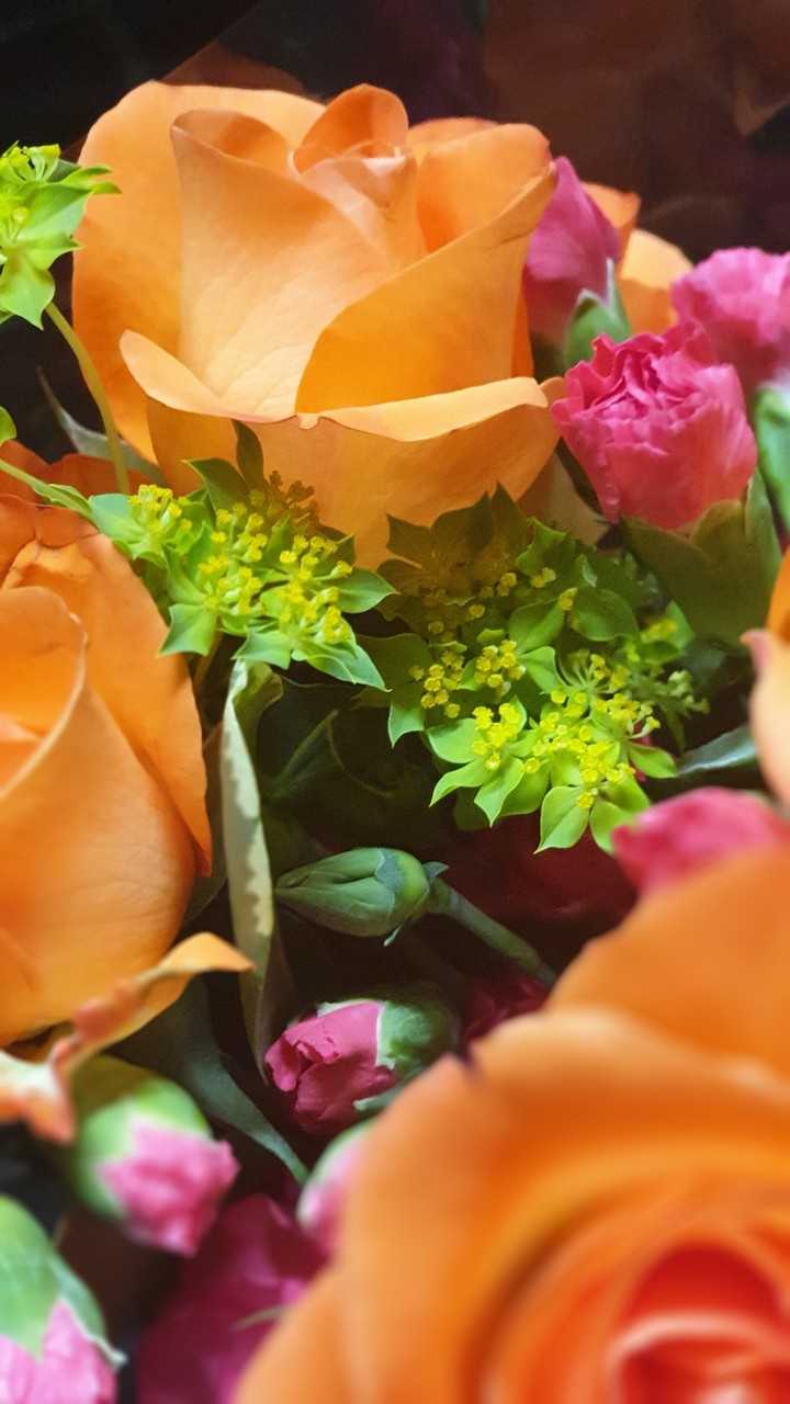 Roses