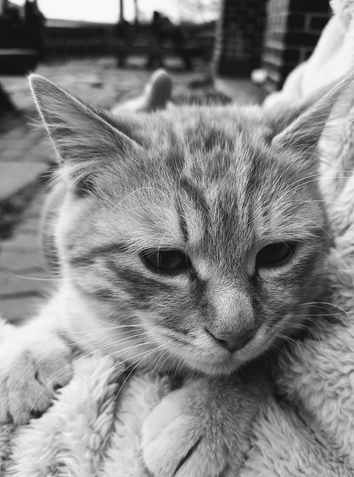 냥이,cat