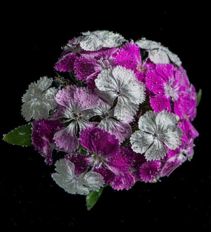 Carnation & bubble