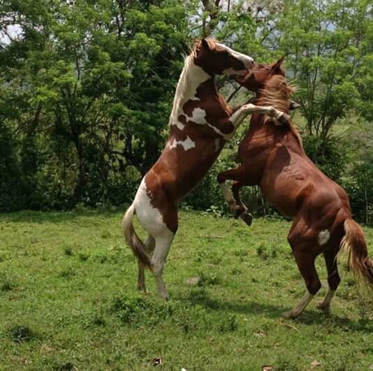 horses