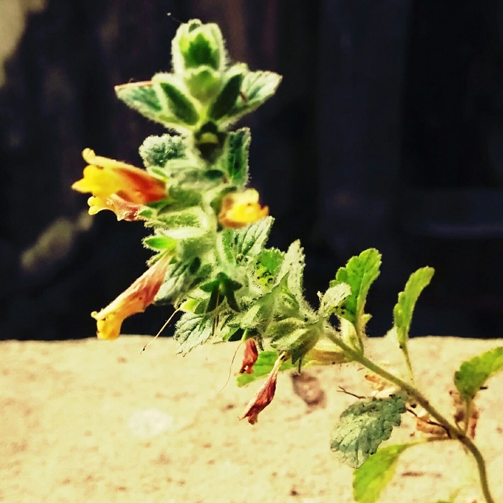 Little flower