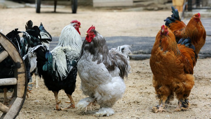 cock
