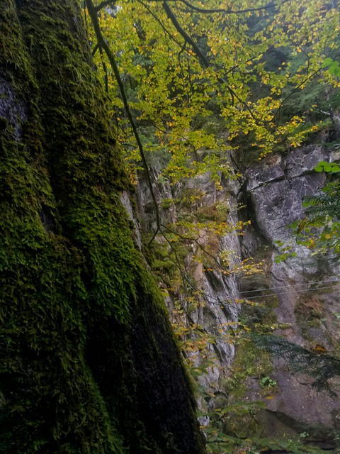 leaf, mountain wallpapers