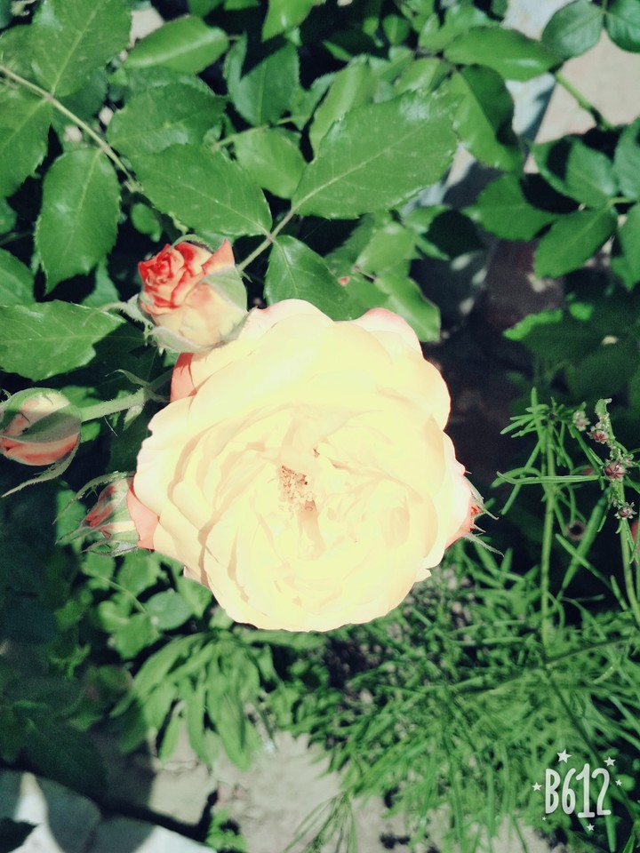 Rose
