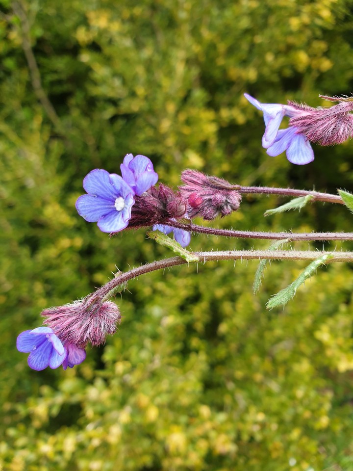 flawer