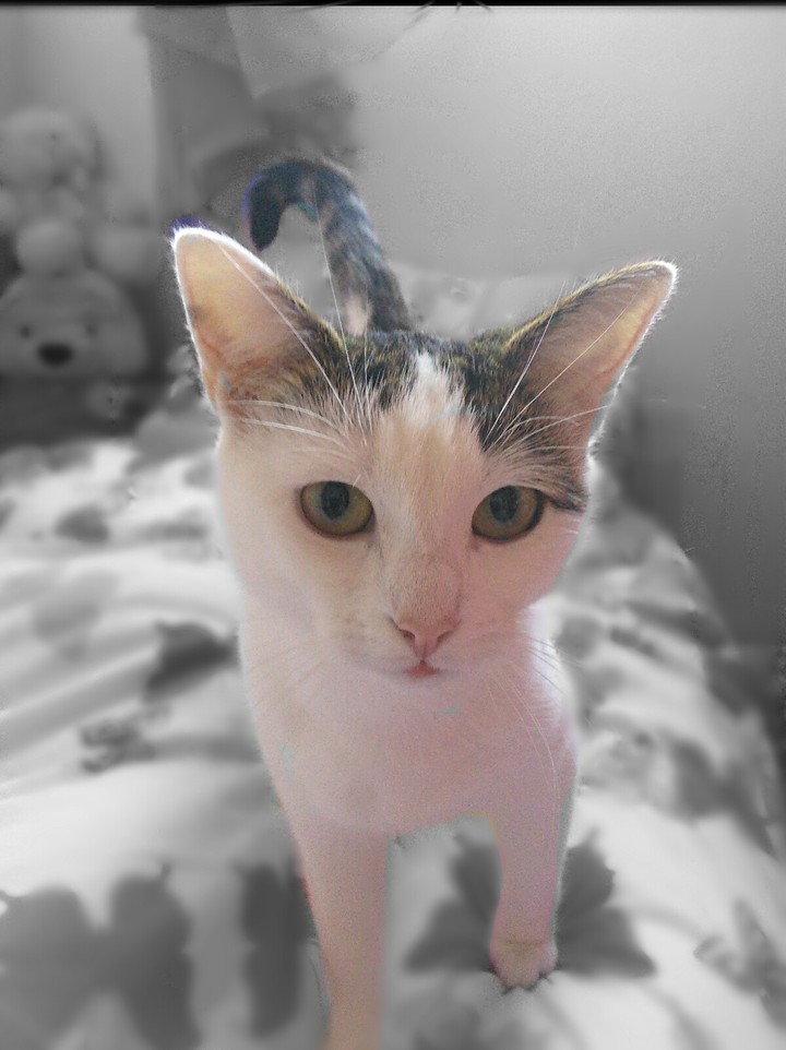 my kitty cat
