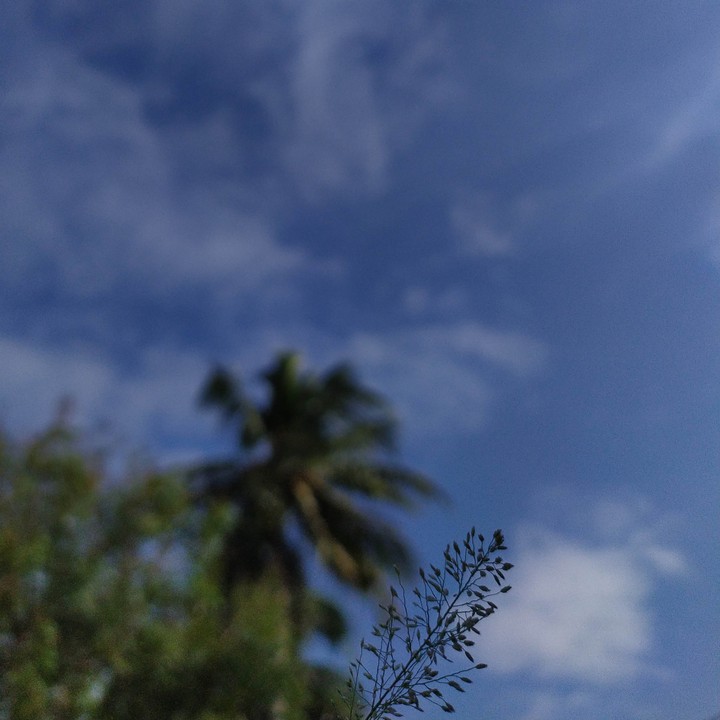 grass