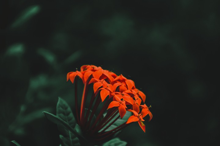 Flo