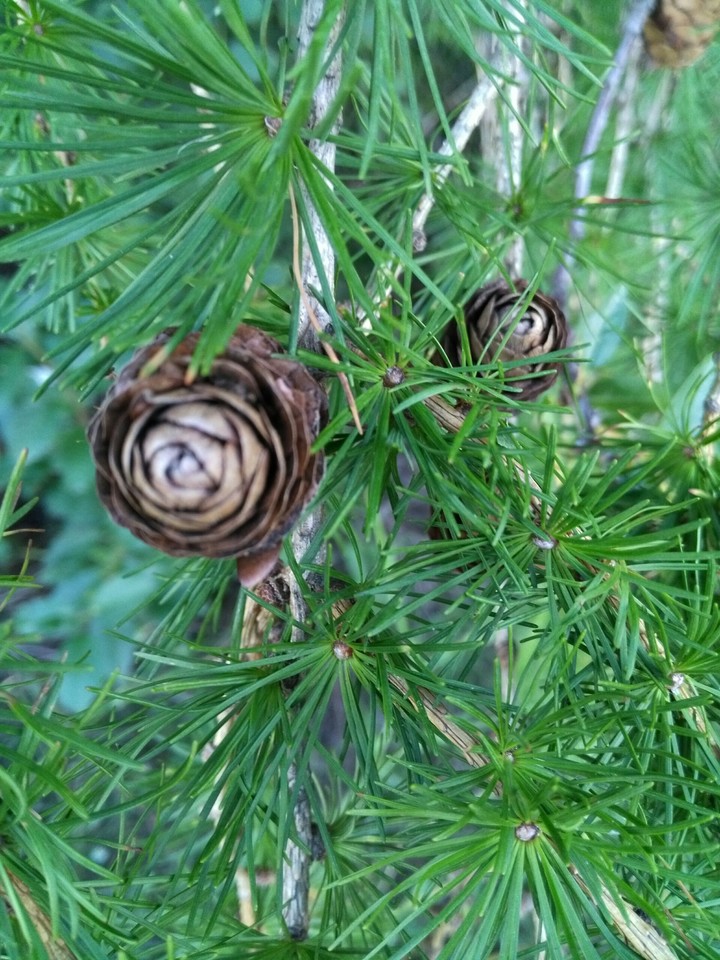 Cones