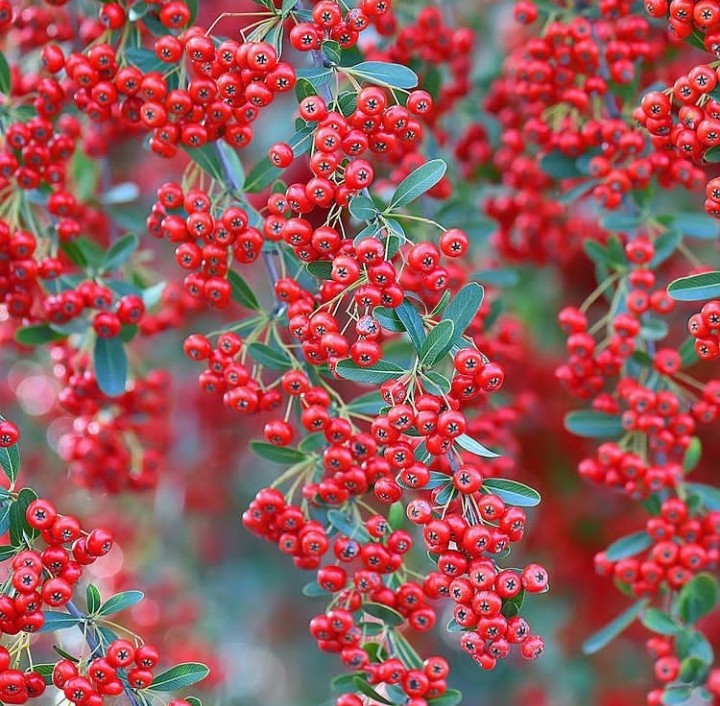 Berry