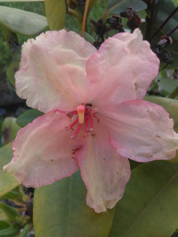 The Pink Flower
