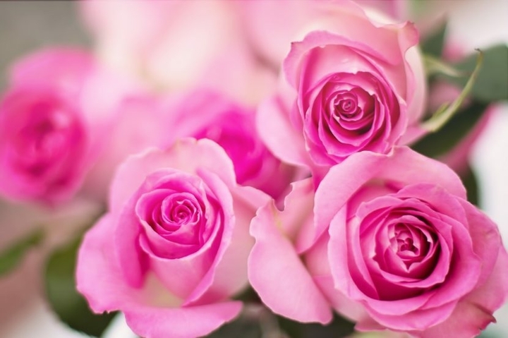 Rosas ?