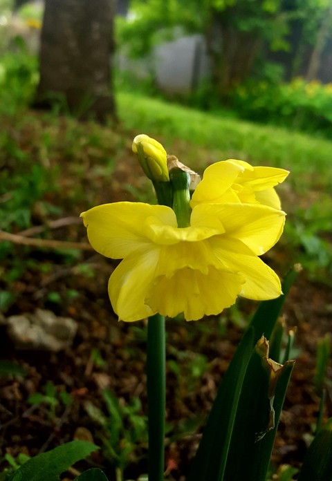 sfondi iris, cypripedium