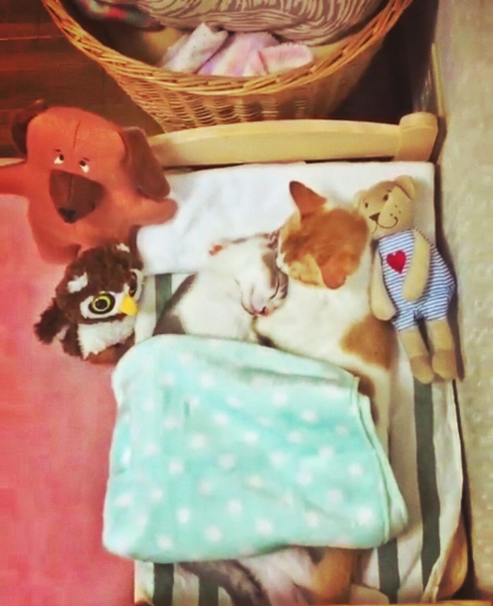 cute cats