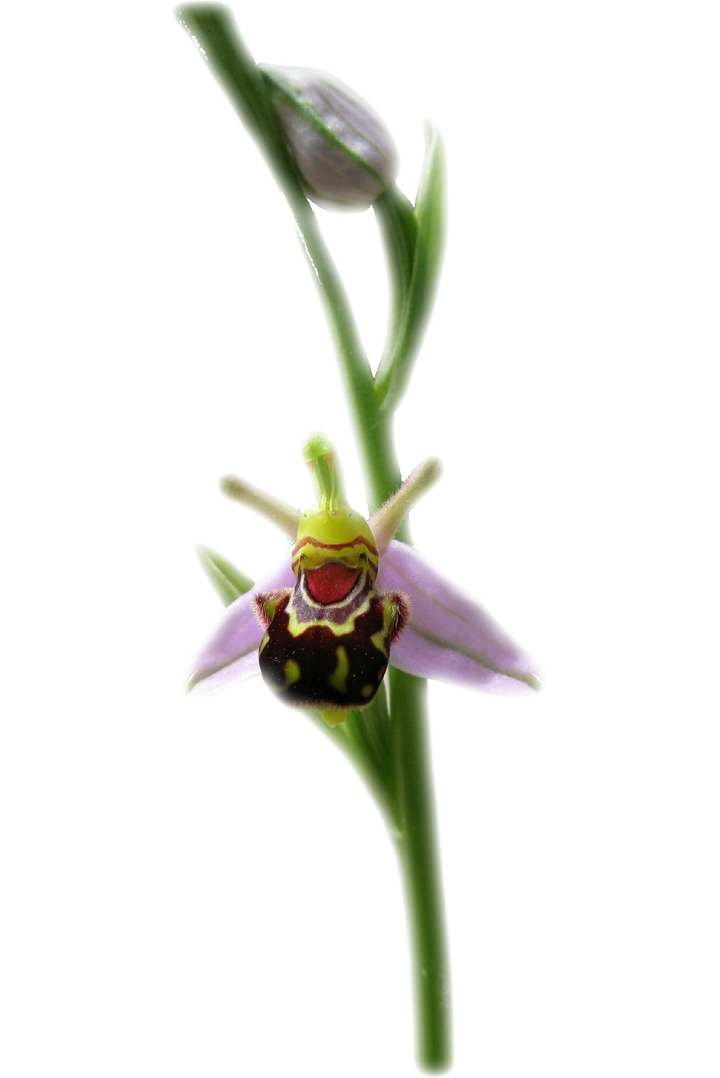 bee orchid
