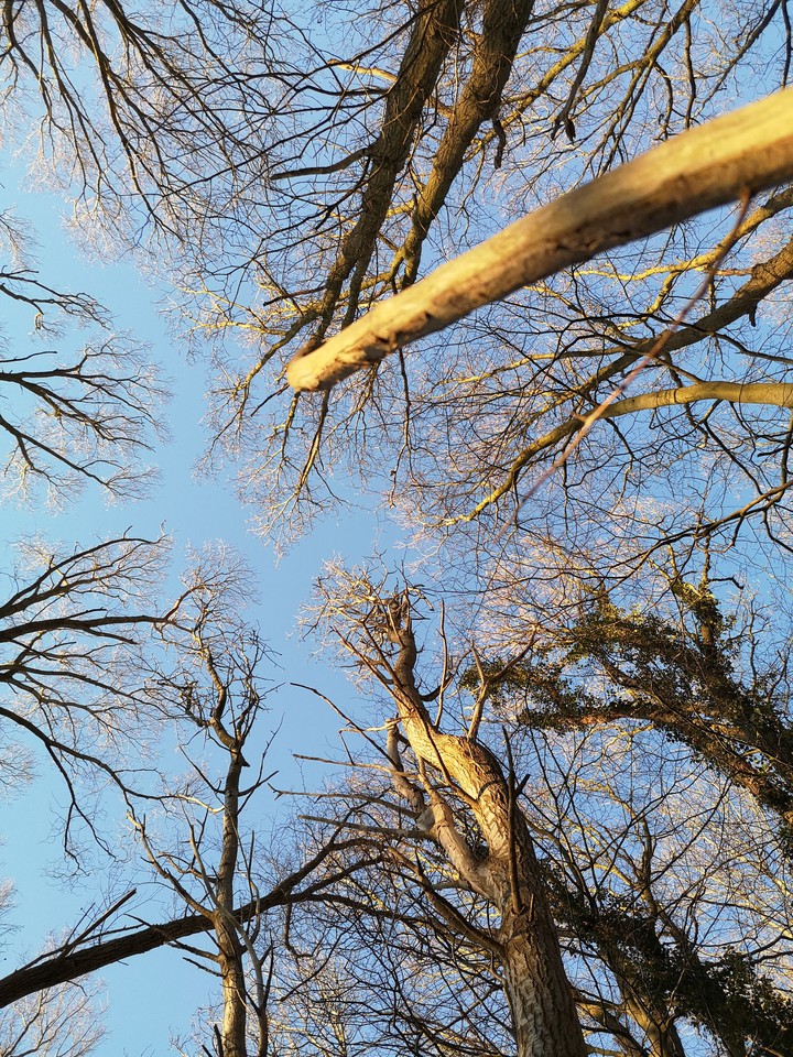 Blick in den Himmel