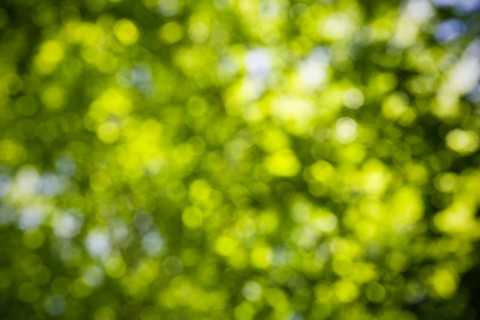 Green Bokeh