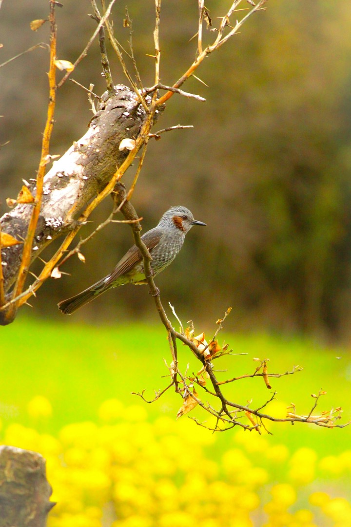 bird