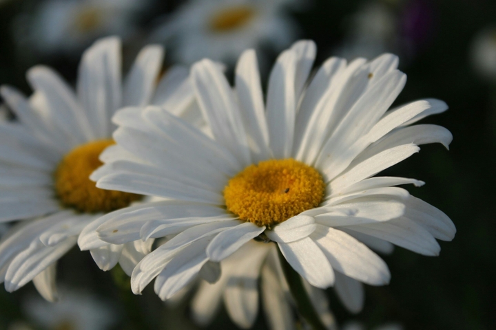 chamomile