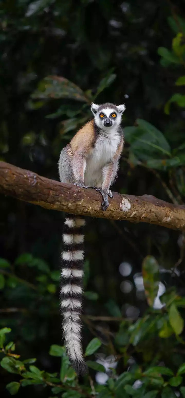 animals