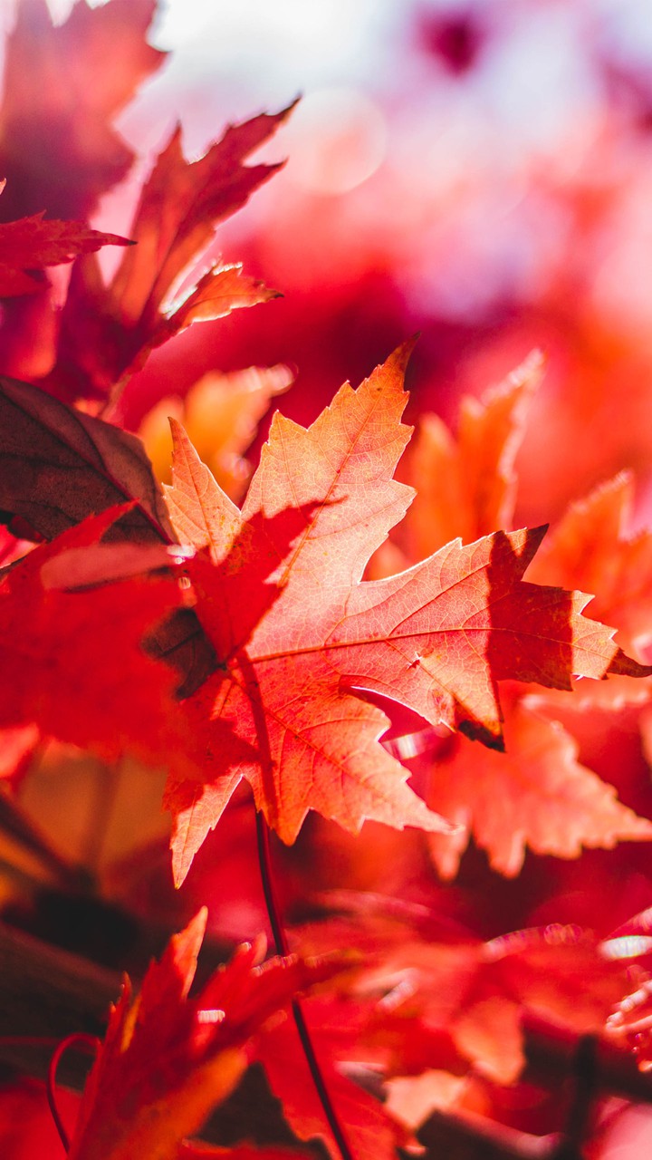 Autumn Leaves
