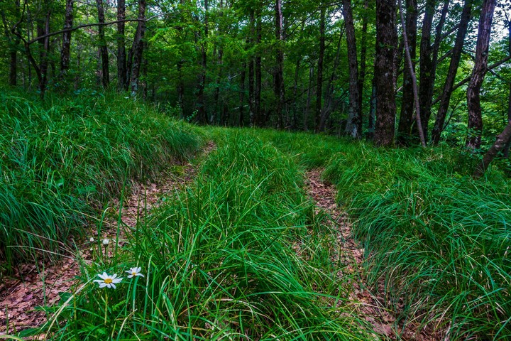 double track through the woods