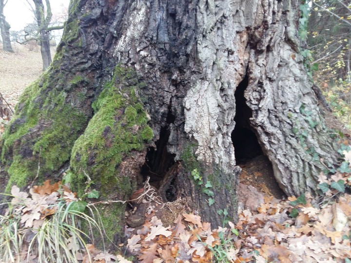 Old tree