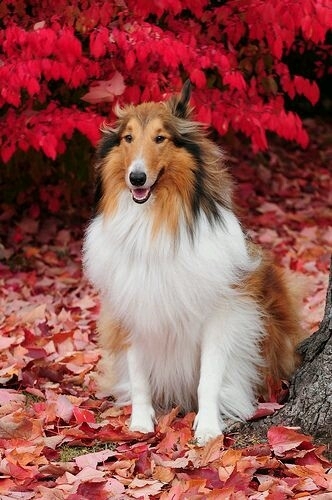 Collie cão de luxo