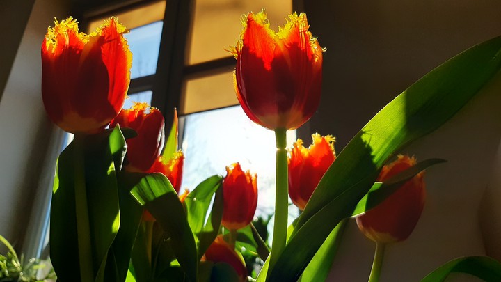 flowers