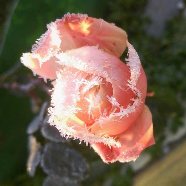 frozen