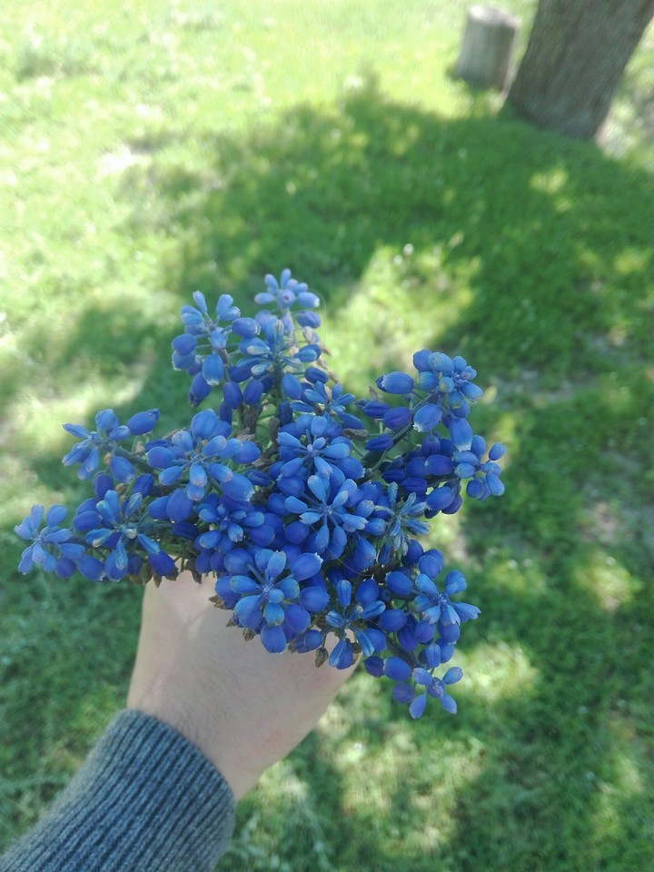 Muscari / Üzüm Sümbülü