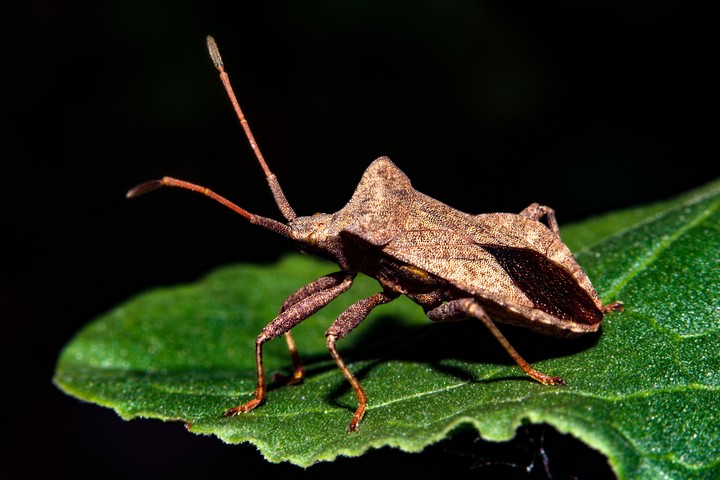 macro