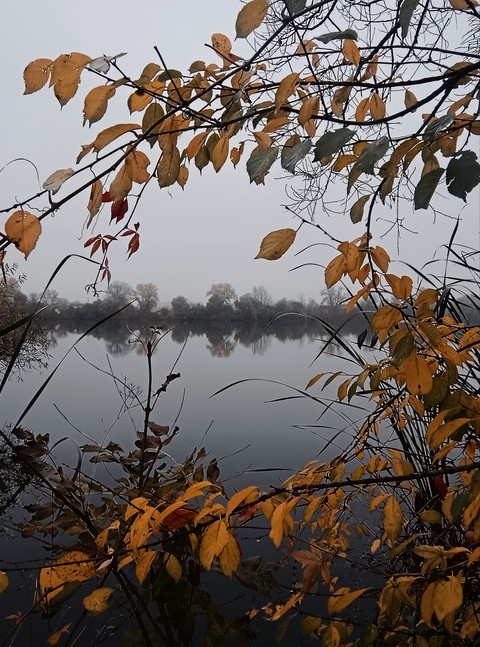 Branch, Leaf, Nature
