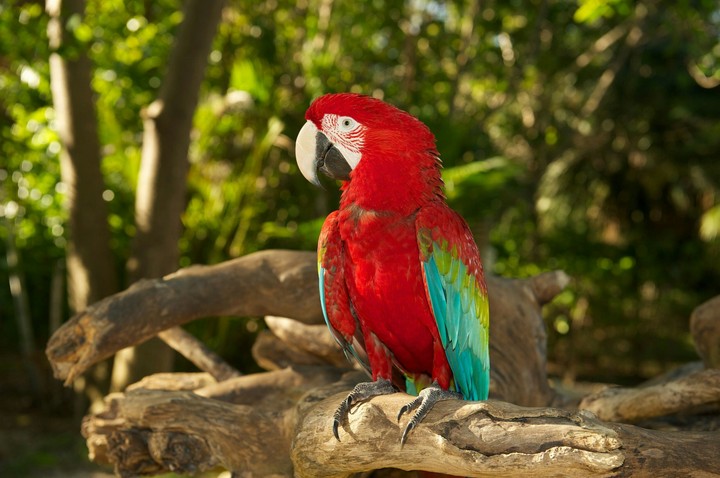 The Beauty Bird....