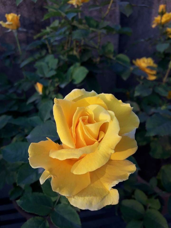 rose
