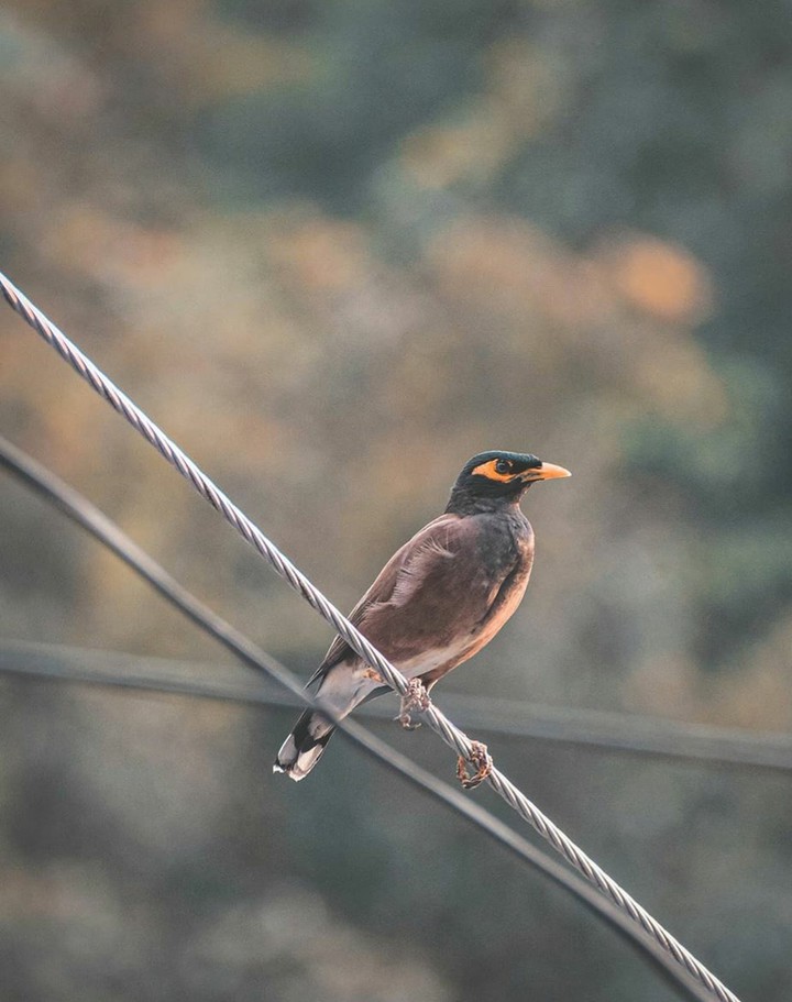 Bird