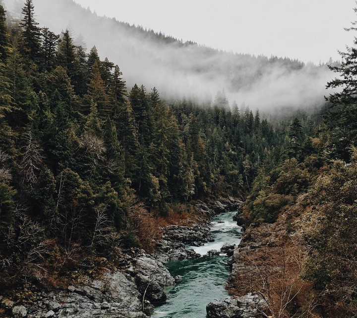 forest and river