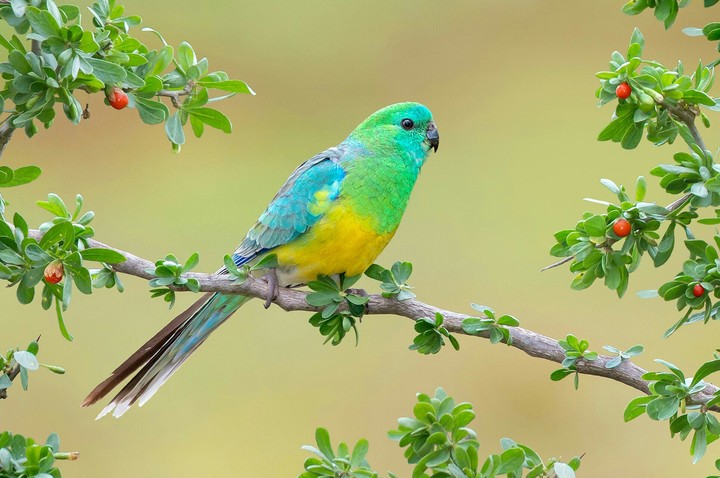 bird