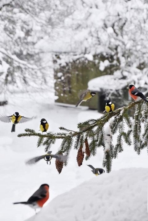 freezing, twig Hintergrundbilder